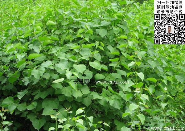 紫丁香小苗 紫丁香小苗