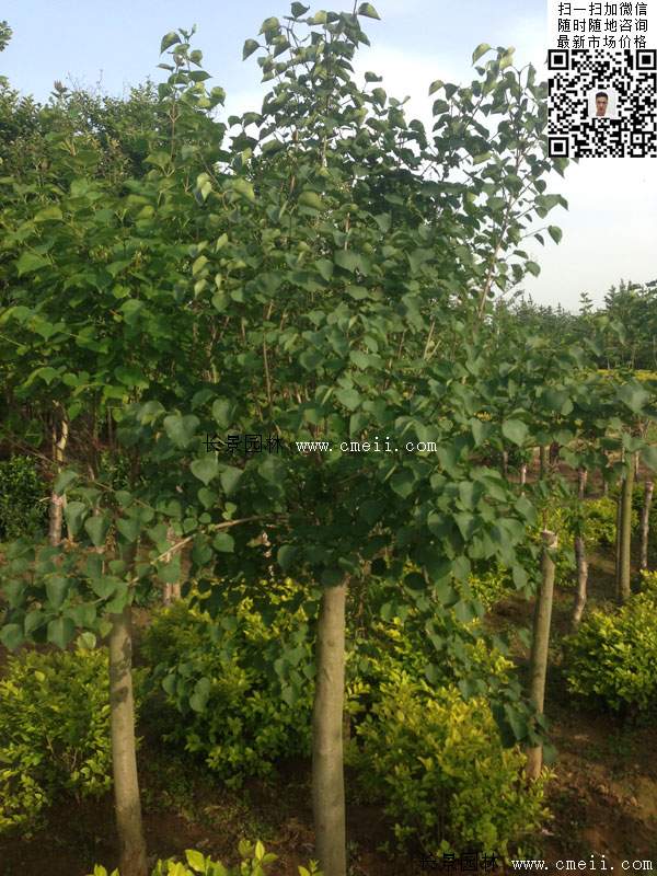 8公分紫丁香 8公分紫丁香