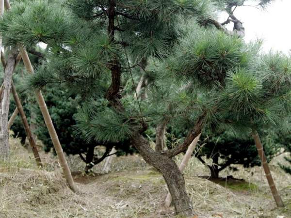 造型黑松樹哪里便宜？哪家的質(zhì)量好？