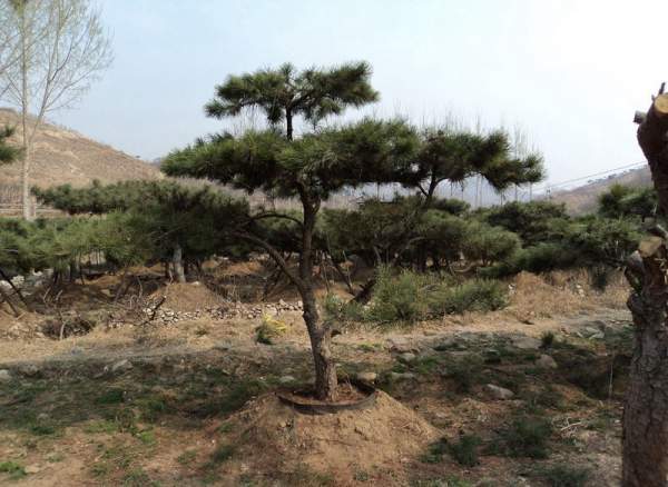 造型黑松樹哪里便宜？哪家的質(zhì)量好？