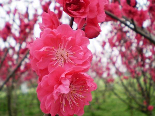 紅梅花一般什么時候開花？