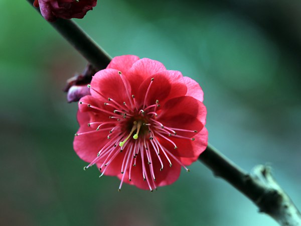 紅梅花一般什么時候開花？