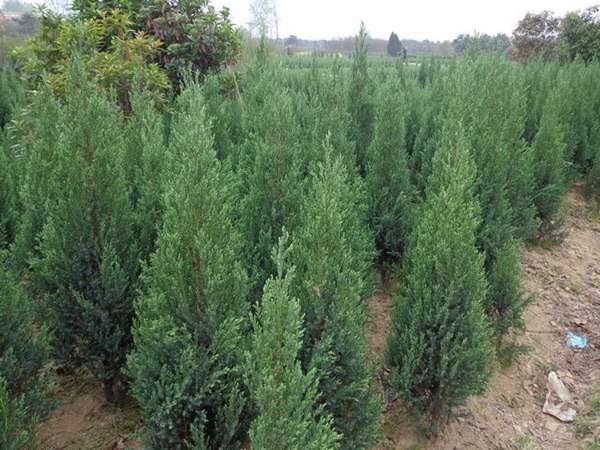 刺柏產(chǎn)區(qū)都有哪些地方?