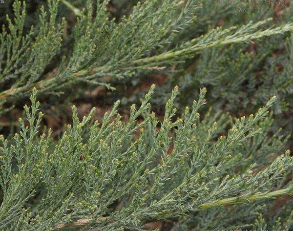 鋪地柏葉片 鋪地柏葉片