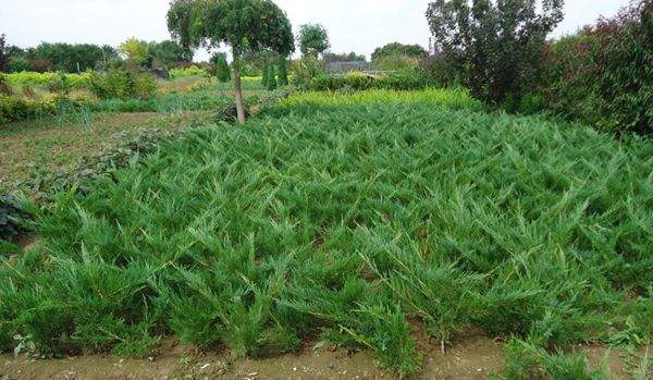 沙地柏小苗 沙地柏小苗