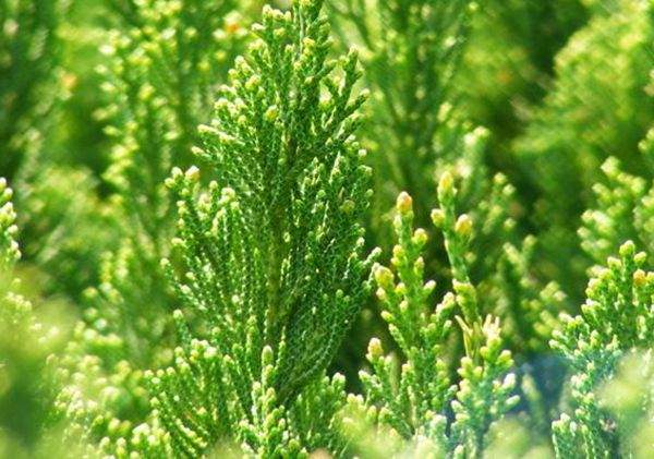 沙地柏葉片 沙地柏葉片