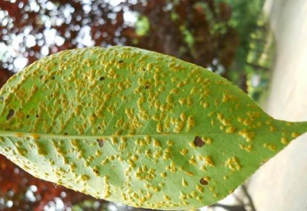 貼梗海棠的銹病 貼梗海棠的銹病