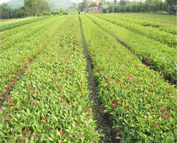 紅王子錦帶基地-長(zhǎng)景園林 紅王子錦帶基地-長(zhǎng)景園林