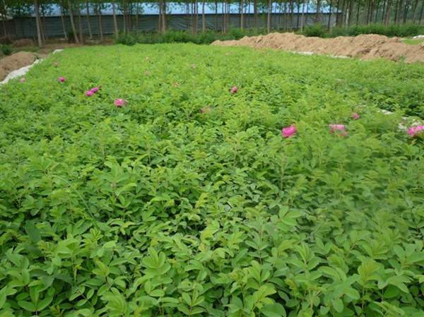 物美價廉的食用玫瑰在哪買?