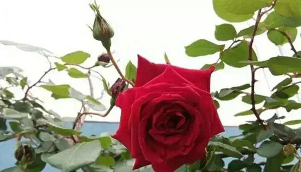 御用馬車(Etoile de Hollande，Climbing)