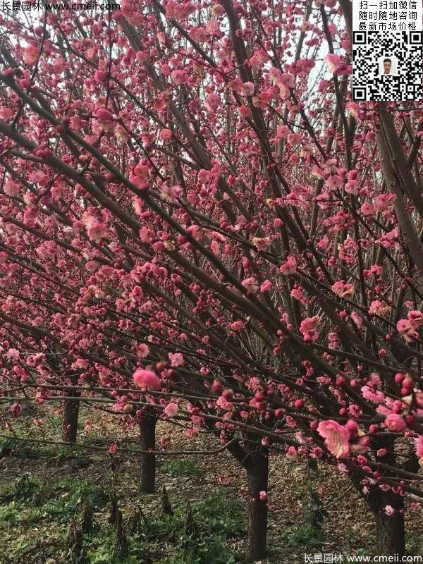 60公分分枝點(diǎn)的紅梅 60公分分枝點(diǎn)的紅梅