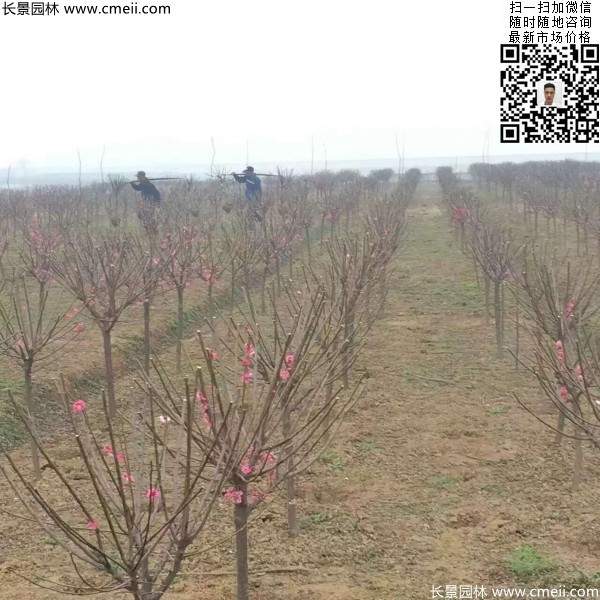 剛修剪過(guò)的紅梅 剛修剪過(guò)的紅梅