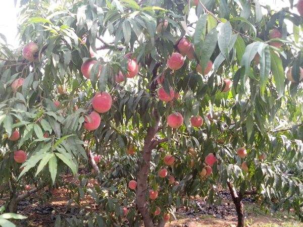 想知道桃樹結(jié)果多的秘訣嗎?