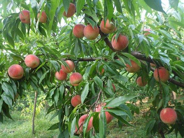 想知道桃樹結(jié)果多的秘訣嗎?