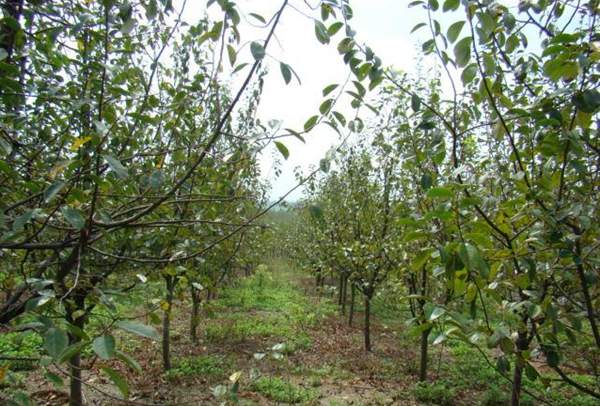 木瓜樹綠化、經(jīng)濟(jì)價值 木瓜樹綠化、經(jīng)濟(jì)價值