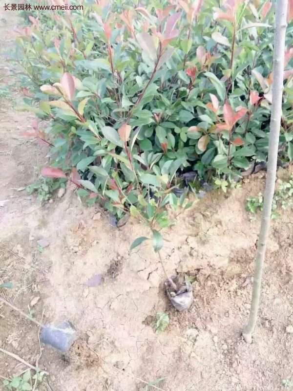 沭陽(yáng)紅葉石楠基地 沭陽(yáng)紅葉石楠基地