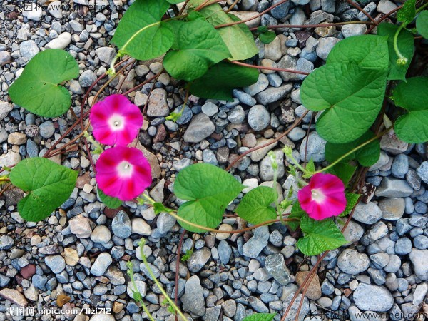 牽?；ǚN子發(fā)芽出苗開花圖片