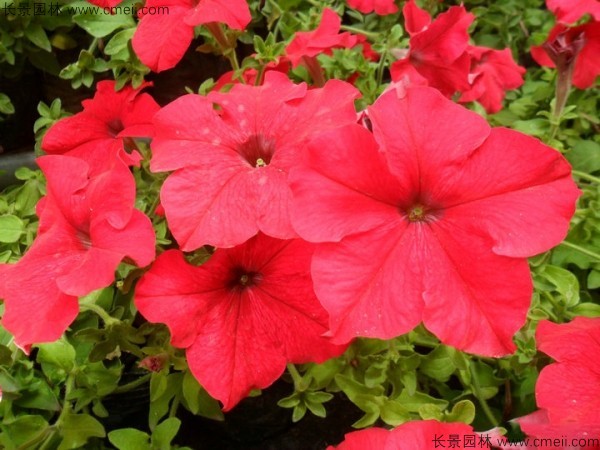 牽?；ǚN子發(fā)芽出苗開花圖片