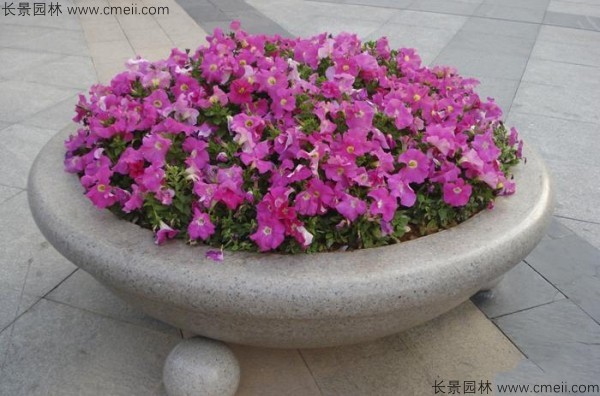 牽?；ǚN子發(fā)芽出苗開花圖片