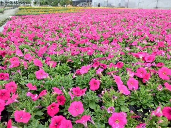 牽?；ǚN子發(fā)芽出苗開花圖片