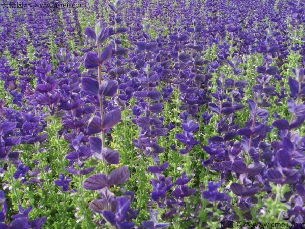 鼠尾草種子發(fā)芽出苗開(kāi)花圖片 鼠尾草種子發(fā)芽出苗開(kāi)花圖片