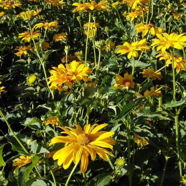 日光菊種子發(fā)芽出苗開(kāi)花圖片 日光菊種子發(fā)芽出苗開(kāi)花圖片
