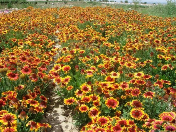 天人菊種子發(fā)芽出苗開(kāi)花圖片 天人菊種子發(fā)芽出苗開(kāi)花圖片
