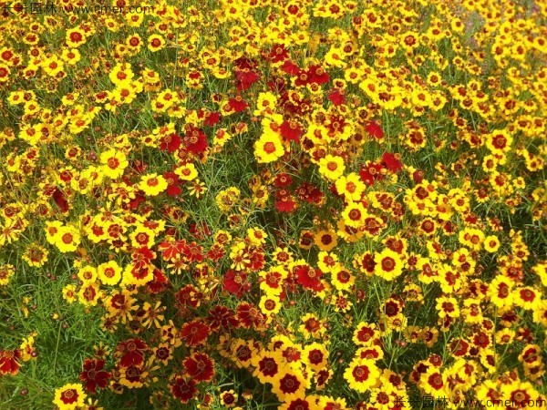 金雞菊種子發(fā)芽出苗開(kāi)花圖片 金雞菊種子發(fā)芽出苗開(kāi)花圖片
