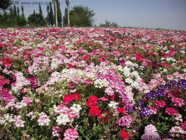 美國(guó)石竹種子發(fā)芽出苗開(kāi)花圖片 美國(guó)石竹種子發(fā)芽出苗開(kāi)花圖片
