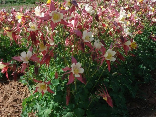 耬斗菜種子發(fā)芽出苗開(kāi)花圖片 耬斗菜種子發(fā)芽出苗開(kāi)花圖片