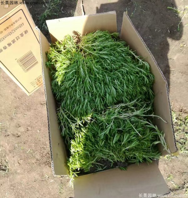 佛甲草發(fā)物流快遞裝箱包裝圖片  佛甲草發(fā)物流快遞裝箱包裝圖片