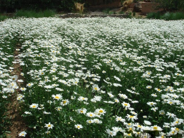 西洋濱菊種子發(fā)芽出苗開(kāi)花圖片 西洋濱菊種子發(fā)芽出苗開(kāi)花圖片