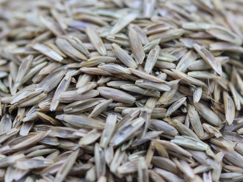 藍標(biāo)多年生黑麥草 藍標(biāo)多年生黑麥草